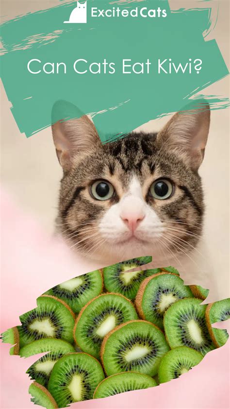 Can Cats Eat Kiwi? A Guide to Feeding Kiwi Fruit to Your Feline