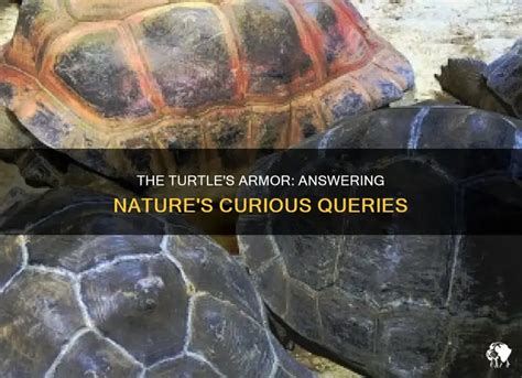 Image result for How the Turtle Got Its Shell Tale