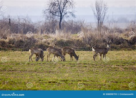 Group of Deer Grazing in a Field. Stock Image - Image of herbivore, grassland: 308898793