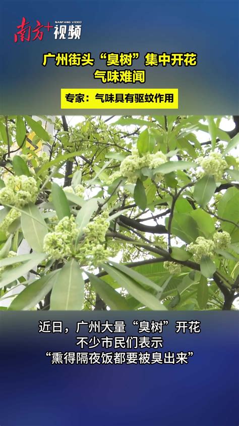 广州街头大批臭树集中开花 臭不可闻主要还有毒性_中华网