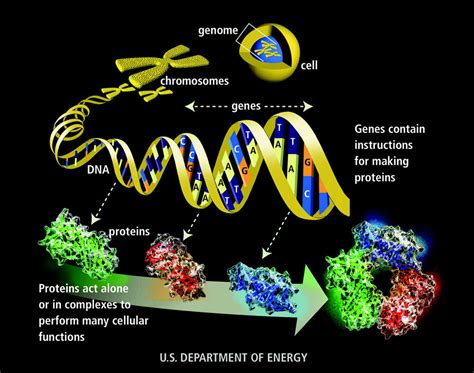 Genome Explained 的图像结果