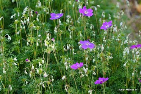 Geranium incanum - Carpet Geranium, גרניון אפרפר, גרניון אפרפר | The ...