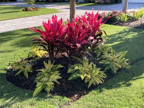 Florida Plants for Driveway Entrance Landscaping