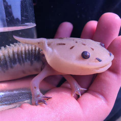 How Is an Axolotl as a Pet? – Axolotls