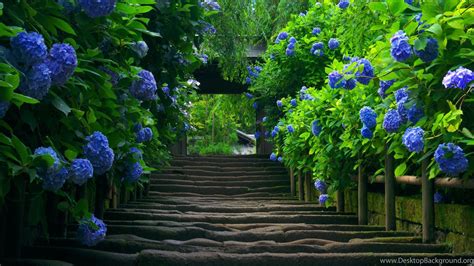 Image result for Springtime Windows Wallpaper