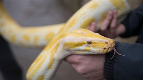 Image result for How Long Is a Python