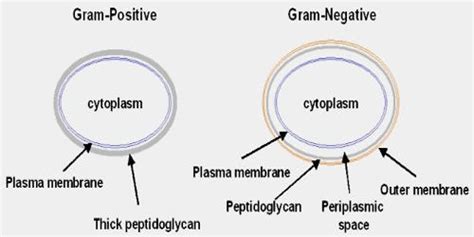 Prokaryotic Cells: Cell Envelope & Components of Bacterial Cell - Notes ...