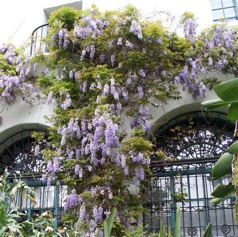 Chinese Wisteria | Plants Express