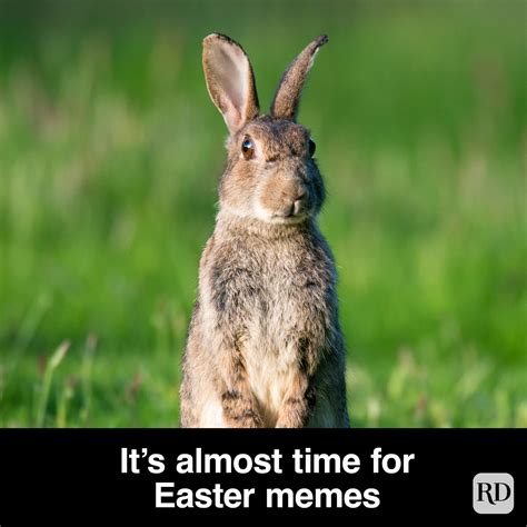 Fun Easter Memes Funny Easter Memes, Facts, Puns And Jokes Twinkl