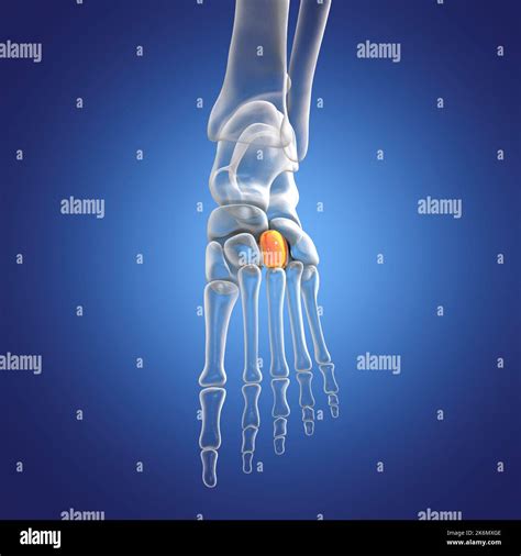 Lateral cuneiform bone, illustration Stock Photo - Alamy
