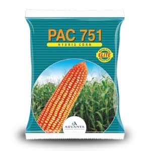 Pac 751 Elite Corn Seeds - Advanta | F1 Hybrid | Buy Online Now – Desikheti