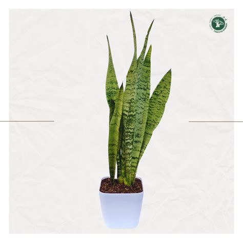Sansevieria Zeylanica (Snake Plant) – Taruvar Plants and Garden Store