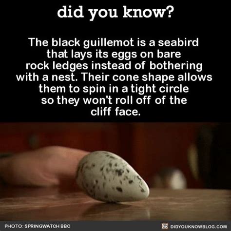 Image result for Super Random Facts