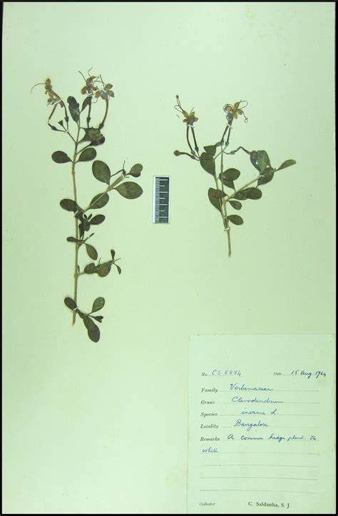 Herbarium JCB