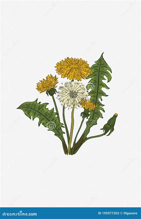 Dandelion Flower Set. Dandelion Life Cycle Stock Vector - Illustration ...