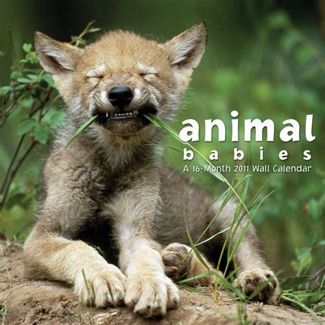 Animal Babies 2011 Wall Calendar : DateMaker: Amazon.in: Books