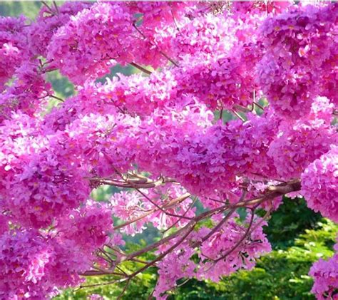 Buy SRI SAI FORESTRY Tabebuia Rosea, Tabubia Rosea Seed, Marathi Gulabi ...