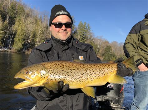 World Record River Brown Trout