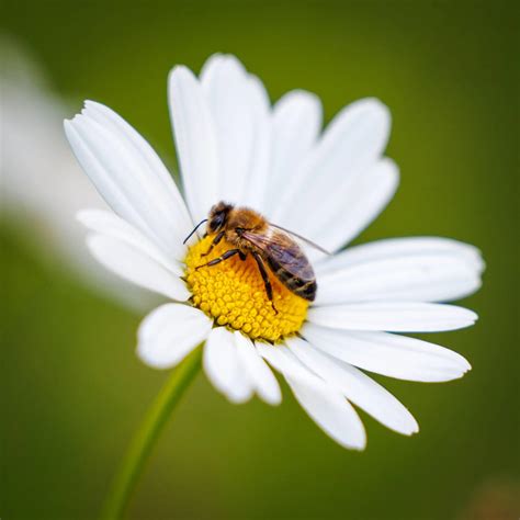 Animals / Wildlife - kroegerama.com