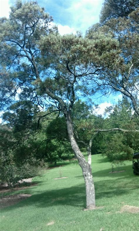 Acacia melanoxylon - Blackwood, Hickory, Sally Wattle, Lightwood ...