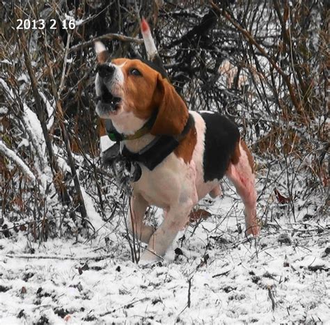 What Animals Do Beagles Hunt