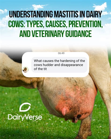 Understanding Mastitis in Dairy Cows: Types, Causes, Prevention, and ...