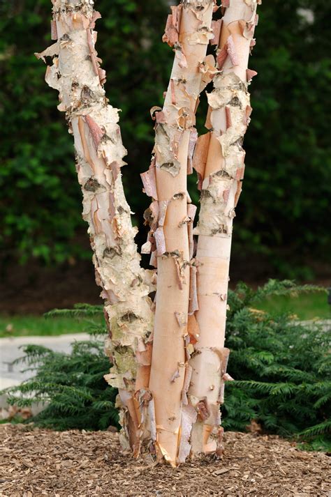 River Birch Trees Surprise in East Sarasota and Manatee counties ...
