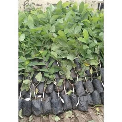 Guava Plants - Vnr Guava Plant Manufacturer from Bagalkote