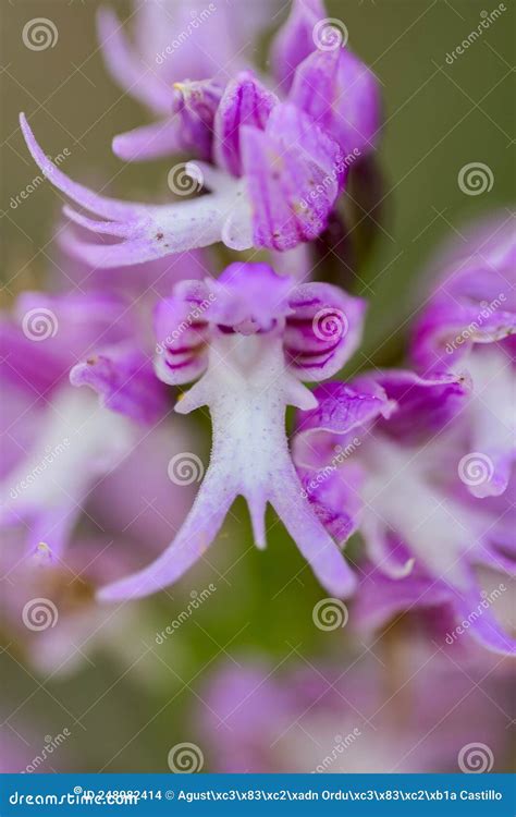 Orchis Italica Del Mediterraneo, Naked Man Orchid Stock Photo - Image ...