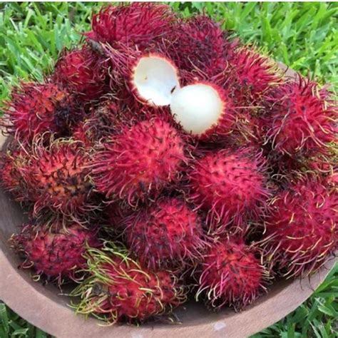 Rambutan - Malwana - Hybrid Fruit Plant – M-Tech Gardens