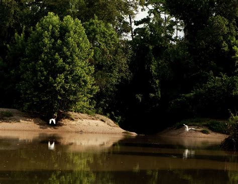 The bayou banks we could lose