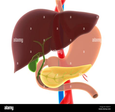 Liver and pancreas anatomy hi-res stock photography and images - Alamy