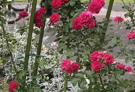 Linux How to Download Hash Identifier 的图像结果