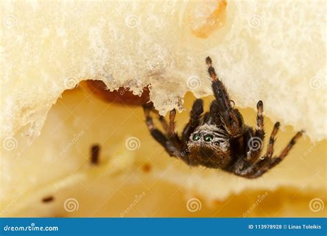 Jumping Spider on a Chopped Apple Stock Photo - Image of salticidae ...