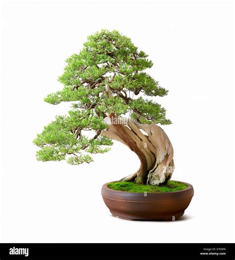 Bonsai Juniperus californica (California Juniper Stock Photo - Alamy