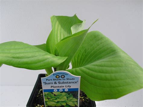 HOSTA SUM AND SUBSTANCE