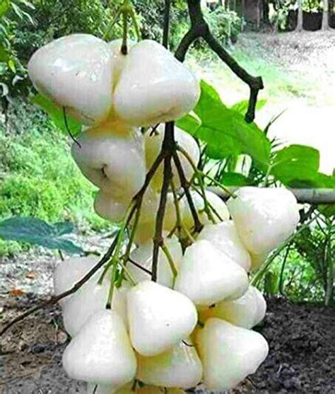 Corofitam Rare Syzygium samarangense" White Wax Apple" -Dwarf Variety ...
