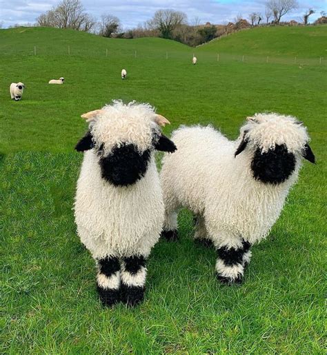Animals on Instagram: "Some of the cutest valais black nose sheep you ...