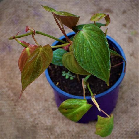 Velvet Leaf Philodendron Money Plant - Nestreeo.com
