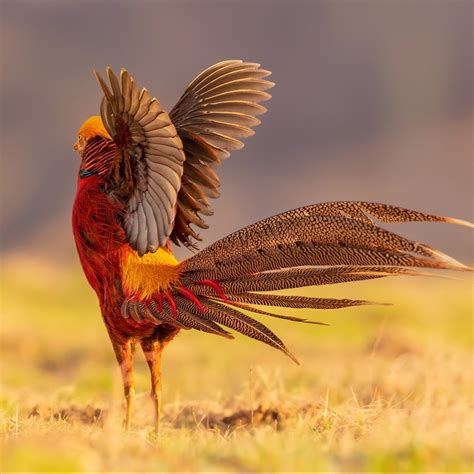 Top 999+ real phoenix bird images – Amazing Collection real phoenix ...