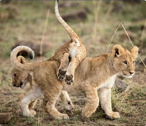 Two juvenile lion cubs playing. So cute. | Lion cubs playing, Lion cub ...