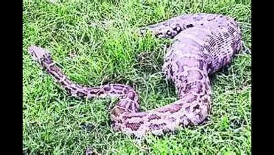 Python Killing a Goat 的图像结果