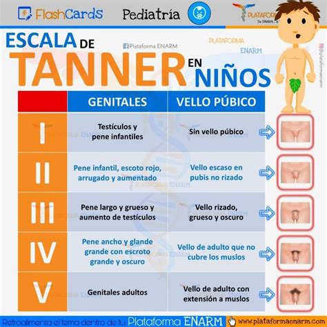 Escala de Tanner | Enfermería pediátrica, Pediatría, Medicina de urgencias
