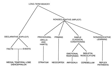 Image result for Declarative vs Non Declarative Memory