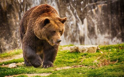 Kodiak Bear Wallpapers - Top Free Kodiak Bear Backgrounds - WallpaperAccess