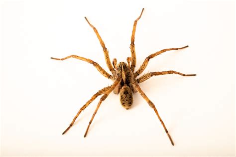 Georgia Wolf Spider (Tigrosa georgicola) - Joel Sartore
