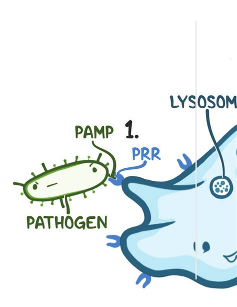 Image result for Complement Innate Immunity