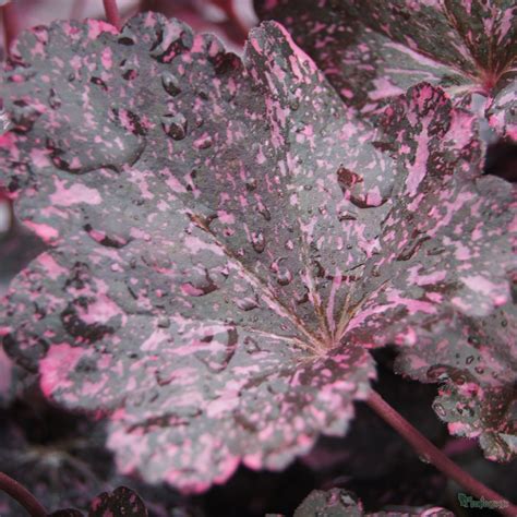 Heuchera ‘Midnight Rose’ - Plantagogo Heucheras