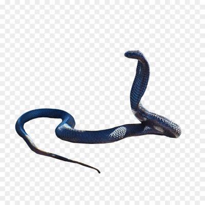 Cobra Snake PNG Clipart - Pngsource
