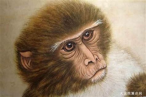 80年女猴一生婚姻运程 属猴最佳配偶为鼠蛇龙-属猴-国学梦